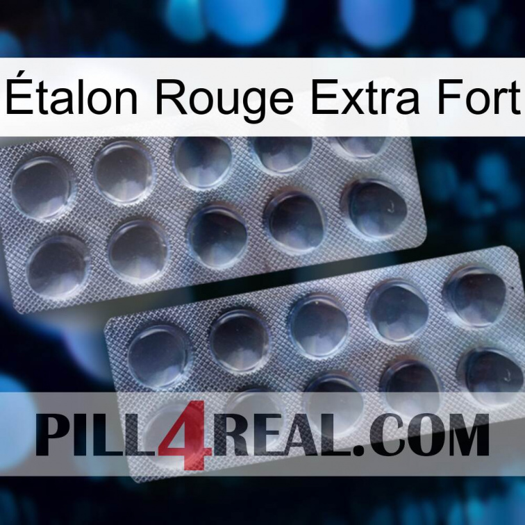 Étalon Rouge Extra Fort 31